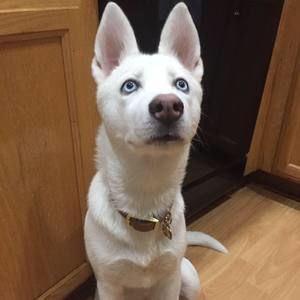 Meet your Posher, Kevin